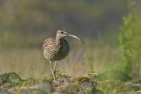 Brachvogel