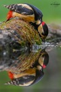 Doppelter Buntspecht