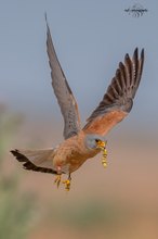 Rötelfalke
