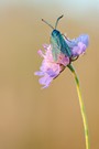 Ampfer-Grünwidderchen an Acker-Witwenblume neben Klein-Spinne