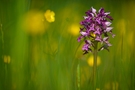 Auch die Orchideen ...