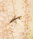 Mantis