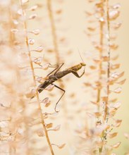 Mantis