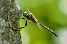 30a: Gefleckte Smaragdlibelle (Männchen)