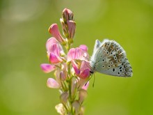 Silbergrüner Bläuling