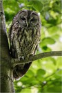 Der Dicke