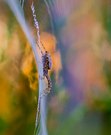 Spinne am Morgen