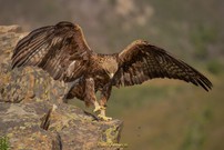 Der König gibt sich die Ehre (1)