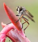 Raubfliege (3)
