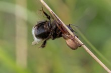 Buschkrabbenspinne mit fetter Beute