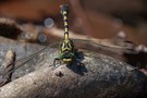 Kleine Zangenlibelle  ( Onychogomphus forcipatus )