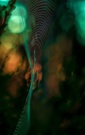 Spinne am Morgen II
