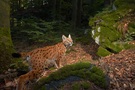 Luchs im Wald