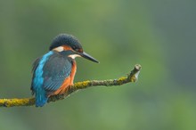 der kleine Edelstein der Lüfte