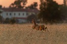 Sprung ins Abendrot