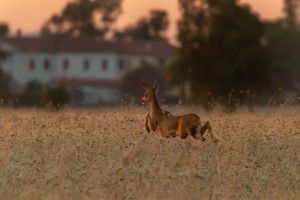 Sprung ins Abendrot