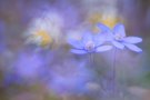 Hepatica mit Trioplan🫆