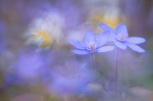 Hepatica mit Trioplan