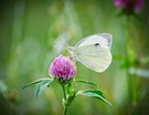 Kohlweißling auf Kleeblüte