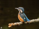 juveniler Eisvogel