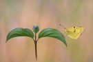 Colias
