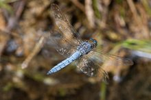 Kleiner Blaupfeil  ( Orthetrum coerulescens )