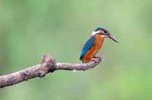 Eisvogel