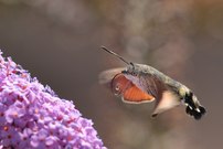 Taubenschwänzchen