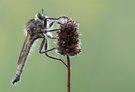 Schlichte Raubfliege...