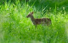 Ein Damkalb