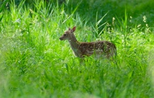 Ein Damkalb