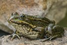 Teichfrosch
