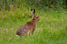 Hase