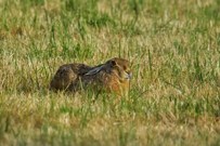 Hase genießt die Abendsonne
