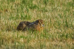 Hase genießt die Abendsonne