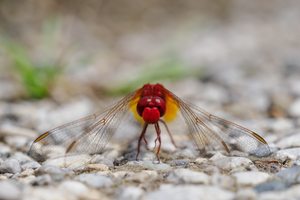 32b: Feuerlibelle (Männchen)