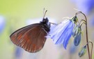Gelbgefleckter Mohrenfalter