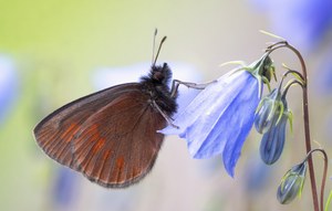 Gelbgefleckter Mohrenfalter