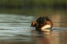 Ohrentaucher (Podiceps auritus)