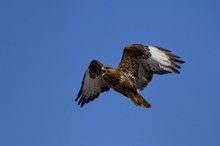 Mäusebussard