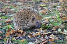 Kleiner Igel