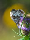 Seltener Waldportier