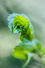 Blatt in Entfaltung