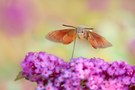 Kolibri