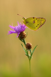 Wiesenklee Gelbling