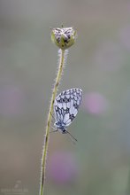 Schachbrettfalter