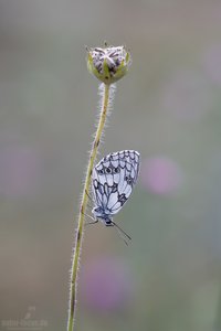Schachbrettfalter