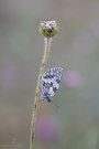 Schachbrettfalter