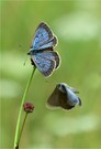 Wiesenknopf-Ameisenbläuling