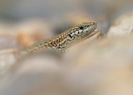 Der letzte Sonnenstrahl...